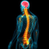 Cancer drug could be repurposed to tackle spinal cord injuries