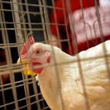 Bird lockdown to be enforced in Northern Ireland to tackle rising cases of avian flu