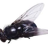 Flies, Roaches Probably Don't Spread COVID