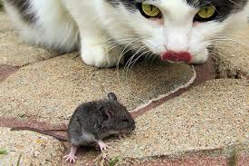 Ratón y gato
