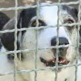 KREIS: Corona-Hunde ins Tierheim