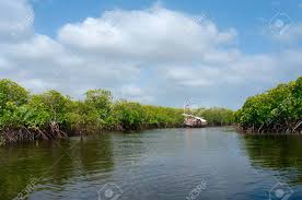 kenyas mangroves
