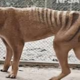 Scientists are trying to resurrect the Tasmanian tiger. So when did the last one die and what about all those sightings?