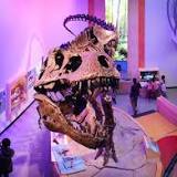 The world's largest T. rex, held in Regina, may have relatives 70 per cent bigger