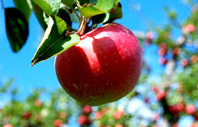 التفاح يعالج هشاشة العظام ويقلل نسبة الدهون بالدم