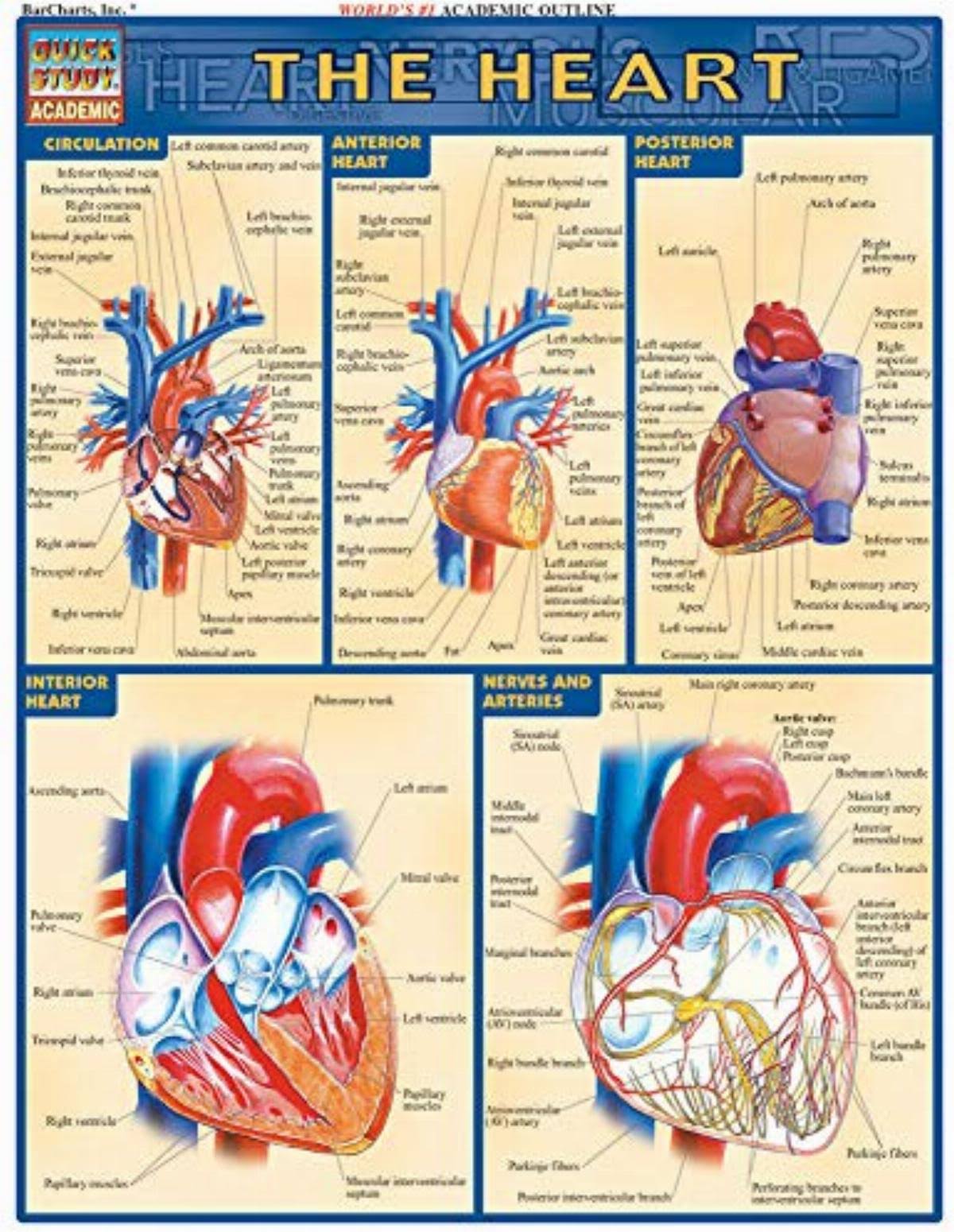 The Heart - Inc Barcharts