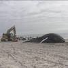 Federal authorities: Humpback whale that washed ashore on Long Island was tracked for 4 decades