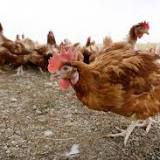 First human US case of bird flu strain detected in Colorado, CDC says health risk low