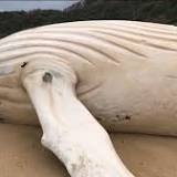 Migaloo mystery: White whale washes up on Aussie beach