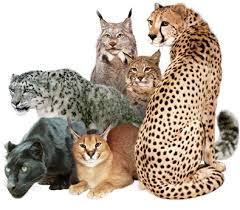 What do domestic cats have in common with wild cats...