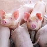 New technique “regenerates” dead pig organs