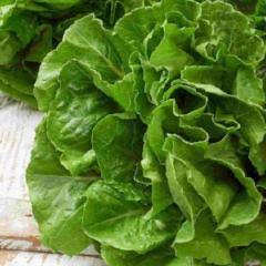 Lettuce Buttercrunch Seed from McKenzie Seeds Canada