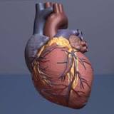 The protein signature changes during heart disease caused by reductive stress