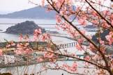 甲島桜