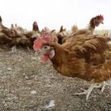 Wales to introduce bird flu housing order later this week
