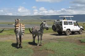 Game drive in Ngorongoro Conservation Area