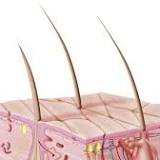 Bye-bye baldness? California researchers' find could help end hair loss, speed wound healing