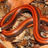 New Rare Snake Species Discovered In South America