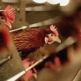 Bird flu related restrictions lifted after largest ever outbreak