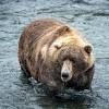 Fat Bear Week 2022: Voting begins for the brown bears in Katmai National Park