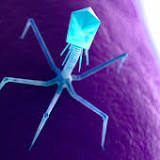 Phage Therapy Case Studies Show Success Rate of More Than Half