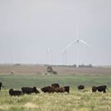 Thousands of cattle suddenly die in Kansas, officials say. Heat is to blame