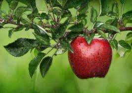 la pomme pour la santé
