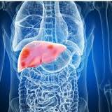 Researchers identify a hormone from fat cells that reprogram the liver microenvironment and restrain tumor growth in ...