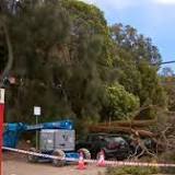 Fallen trees create traffic chaos as wild weather continues across Victoria