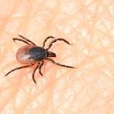 Lyme disease cases on the rise in the US, healthcare professionals say