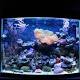 Criminals Hacked A Fish Tank To Steal Data From A Casino - Forbes