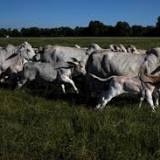 LIVESTOCK-Cattle futures end higher on firm beef prices, ahead of USDA data