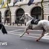 horses loose in london
