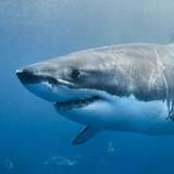 1000-Pound Great White Shark Named 'Ironbound' Spotted Near Jersey Shore