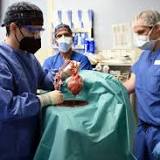 Pig heart given to human patient was infected with a pig virus