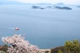 甲島桜