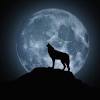 Pleine lune 2022 : les effets de la lune du chasseur sur les signes ...