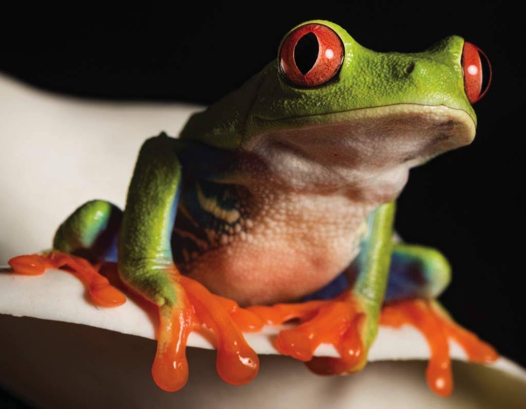 New York Puzzle Company Red-Eyed Tree Frog Mini