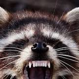 Lenoir County Health Department: Another rabid raccoon found in Lenoir County