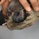 Plastic straw removed from turtle's nose by marine biologists in heartbreaking ... 