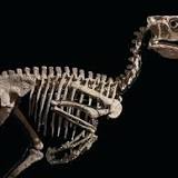 Skeleton of Deinonychus antirrhopus, the dinosaur that inspired Jurassic Park's velociraptor, sold at auction for $17.9 ...