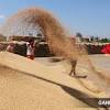 India wheat export ban