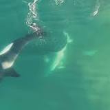 Drone Footage Shows Killer Whales Devouring Great White Shark