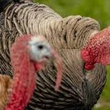 Avian flu leads to BC turkey shortage ahead of Christmas