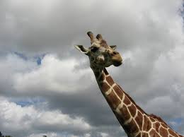 Copenhagen Zoo Shoots 18-Month-Old Giraffe and.