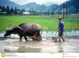 Image result for buffalo with man free images
