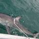 Four great white sharks caught, tagged and released in NSW 'smart' drum line trial 