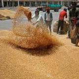 Why Did India Decide to Ban Its Wheat Exports?