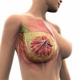 Trastuzumab Deruxtecan Approved in Europe for HER2  Metastatic Breast Cancer Treated With 1 or More Prior Anti ...