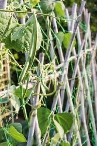 Ambassador Pea & Bean Garden Net - 6M x 2m | Lawn & Garden | Free Shipping On All Orders | Delivery Guaranteed | Best Price Guarantee